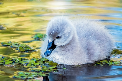 Fledgling training programme